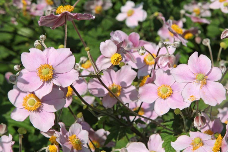 Анемона биколор