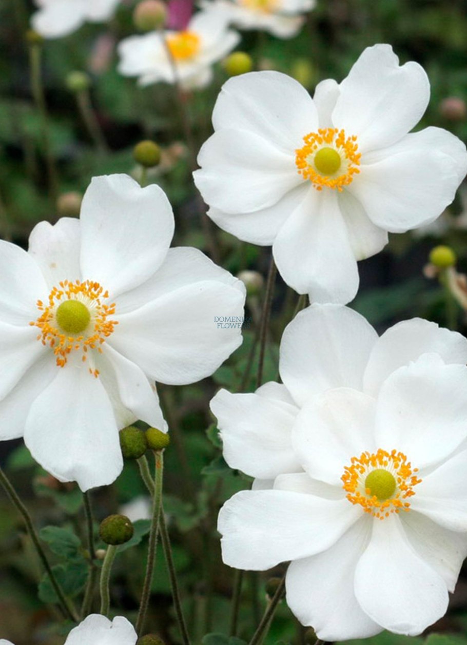 Анемона Andrea Atkinson