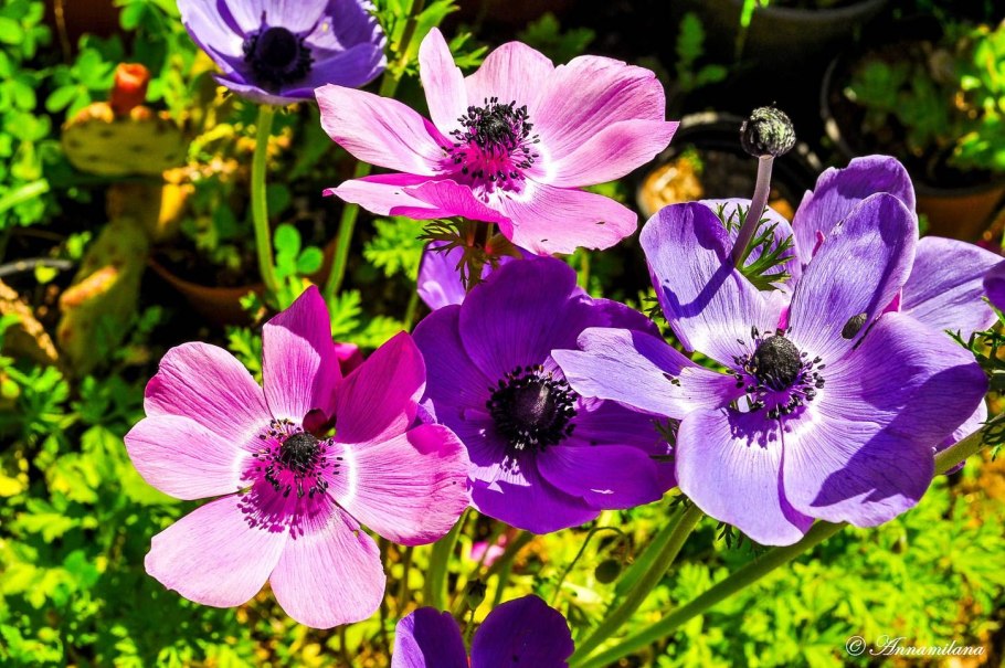 Анемона японская Хонорин