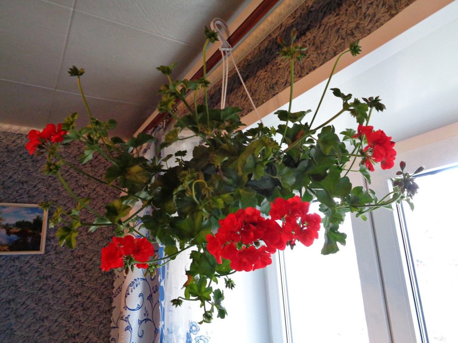 Плетущаяся пеларгония ампельная