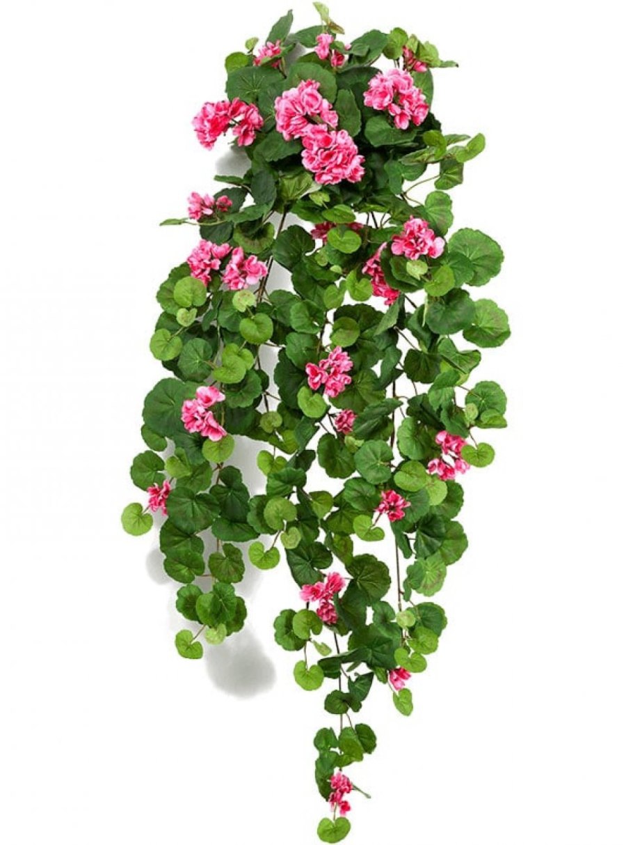 Герань плющевидная ампельная