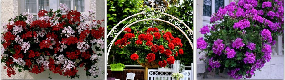 Пеларгония ампельная на балконе