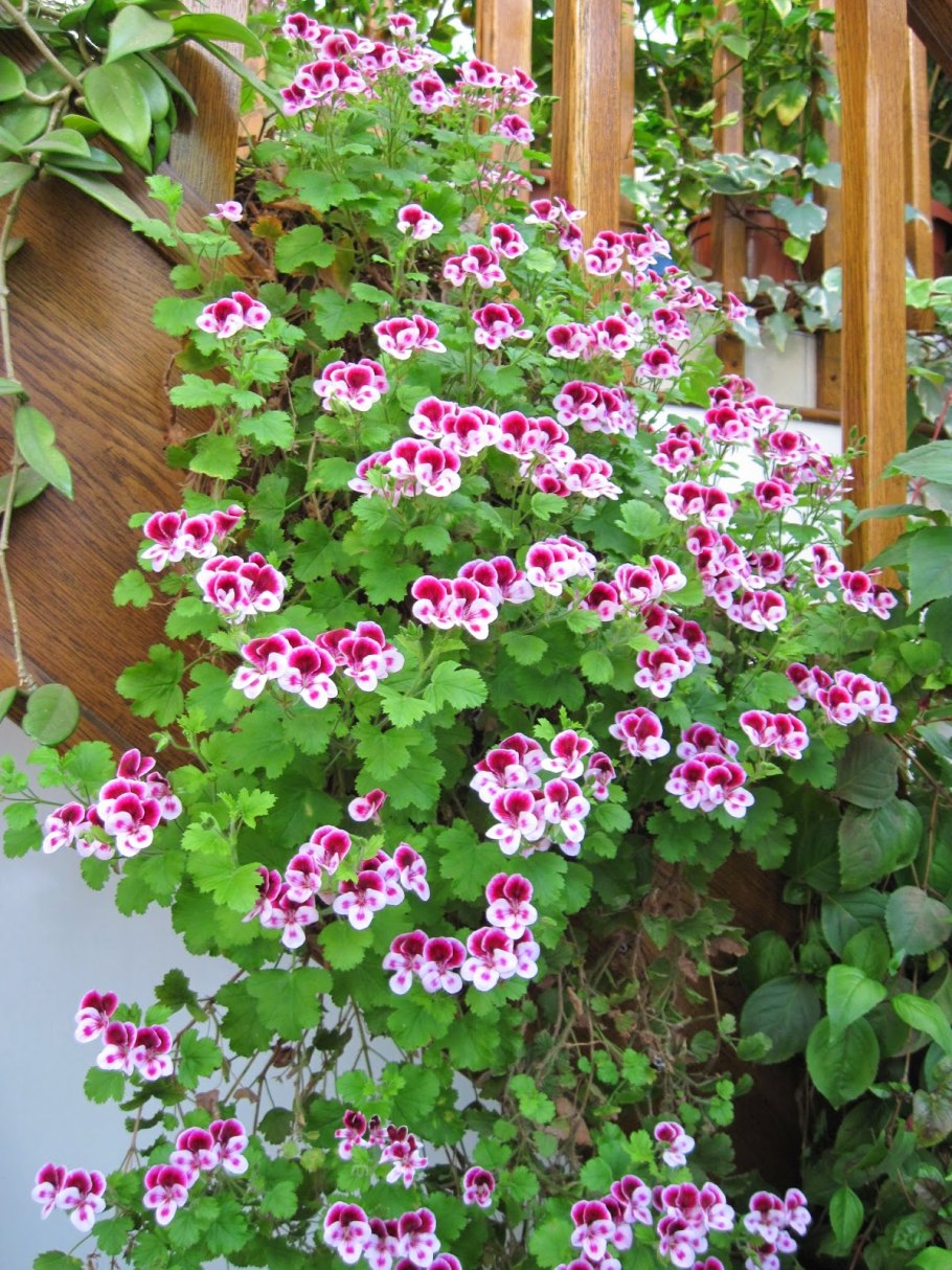 Пеларгония Садовая ампельная