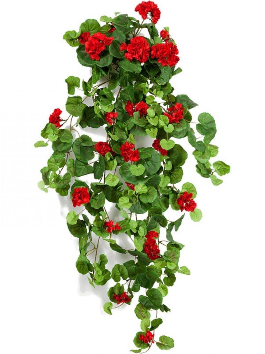 Альпельная пеларгонья