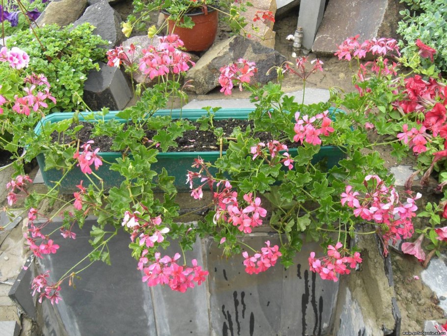 Пеларгония каскадная плющелистная