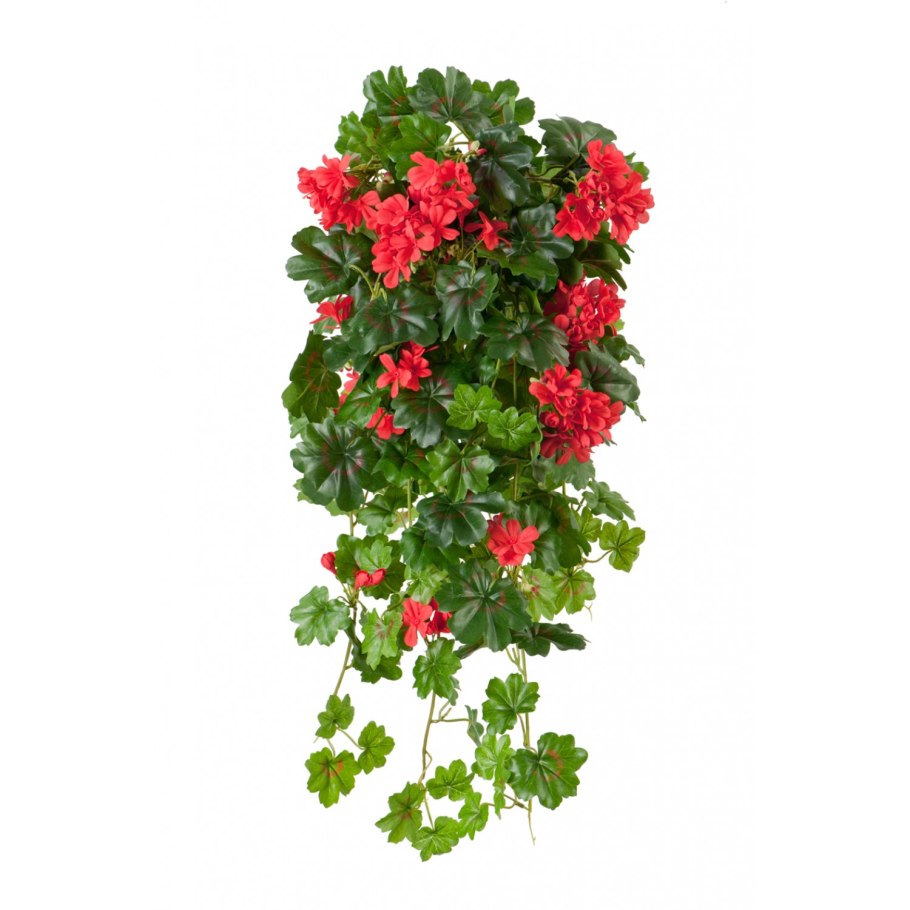 Пеларгония ампельная