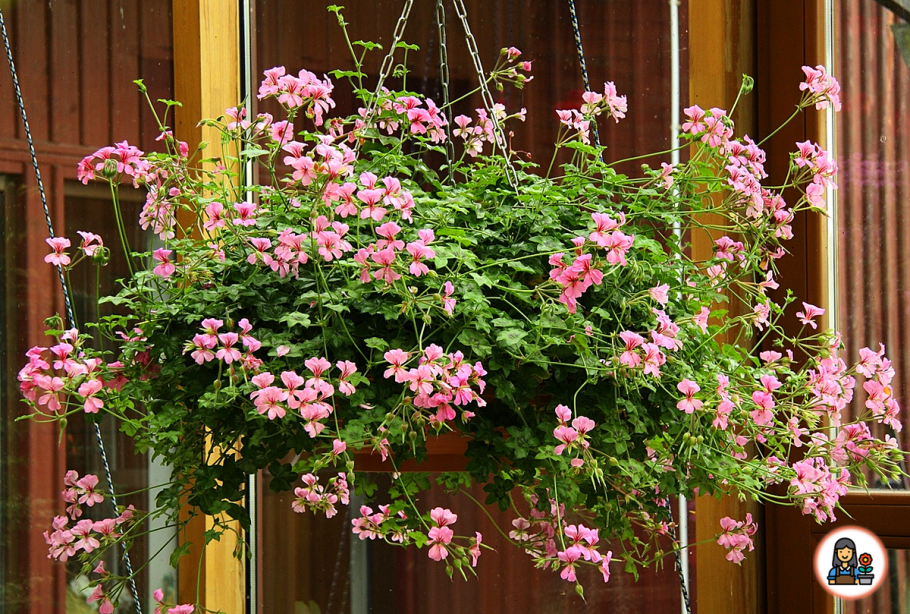 Герань плющевидная ампельная