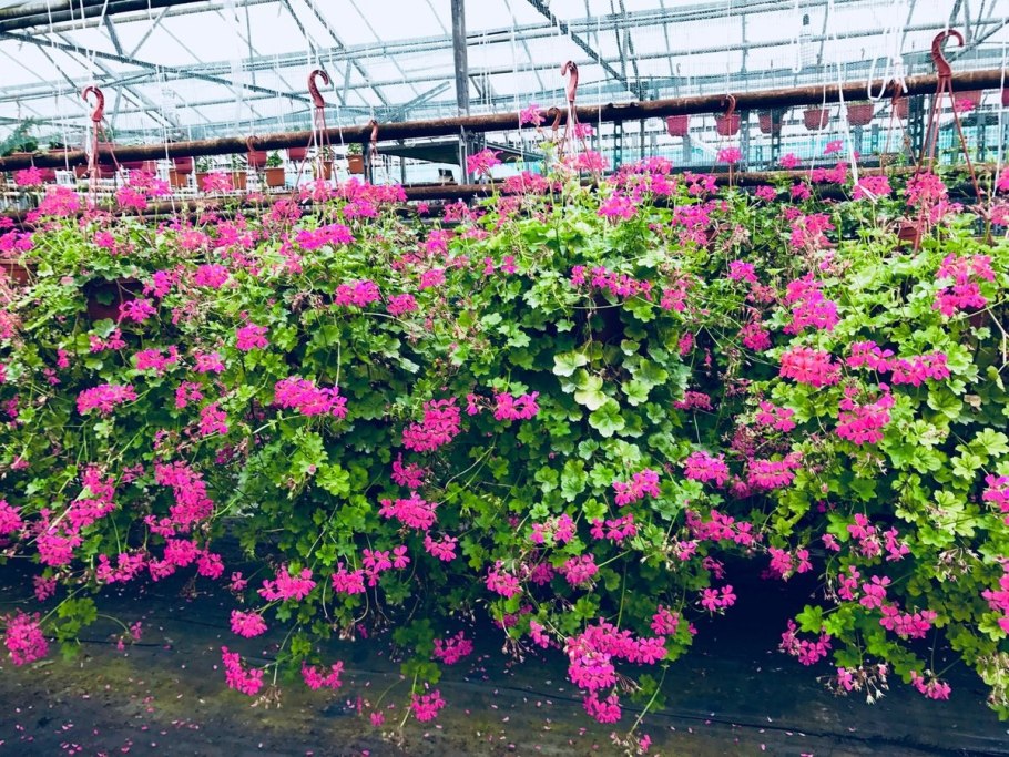 Пеларгония Баварская ампельная