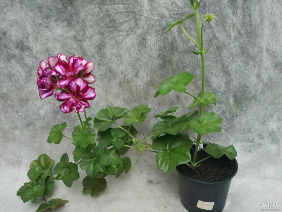 Пеларгония плющелистная вариегатная