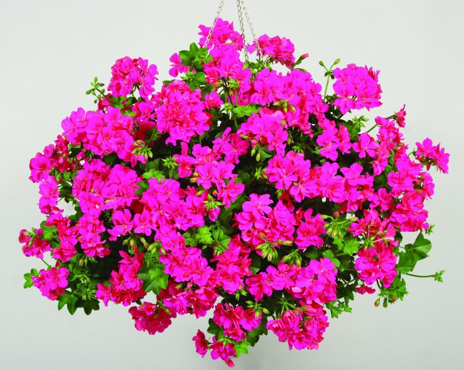 Пеларгония плетистая