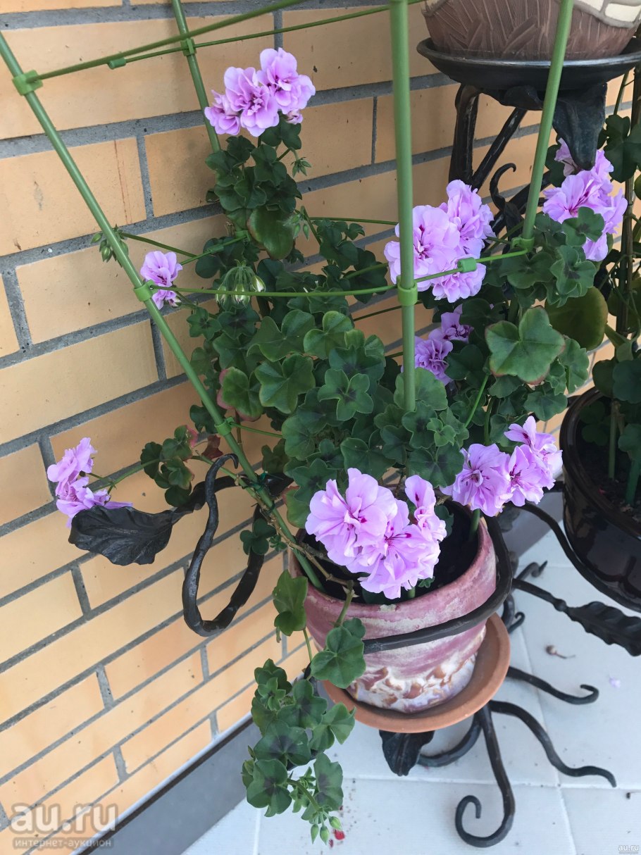 Пеларгония ампельная