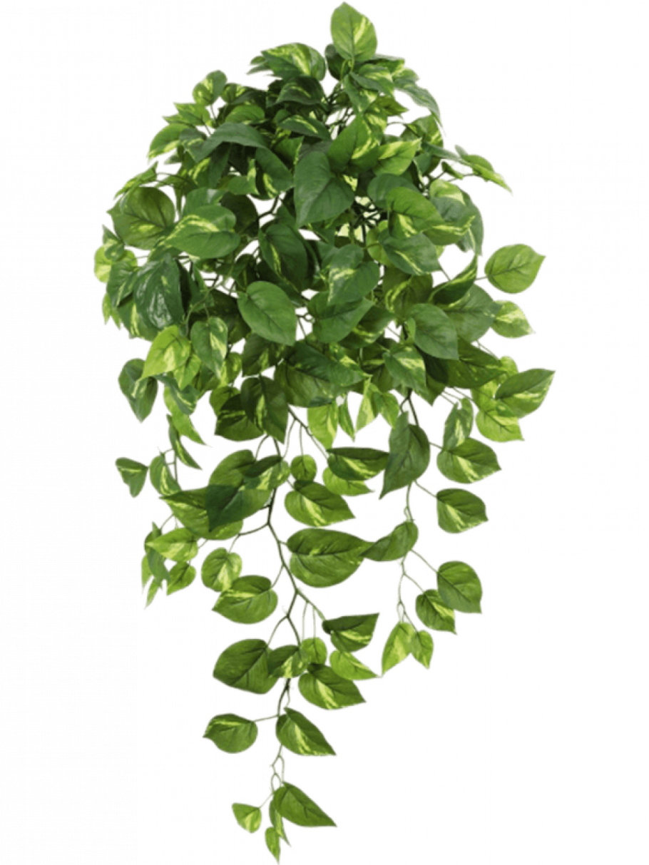 Эпипремнум ампельный