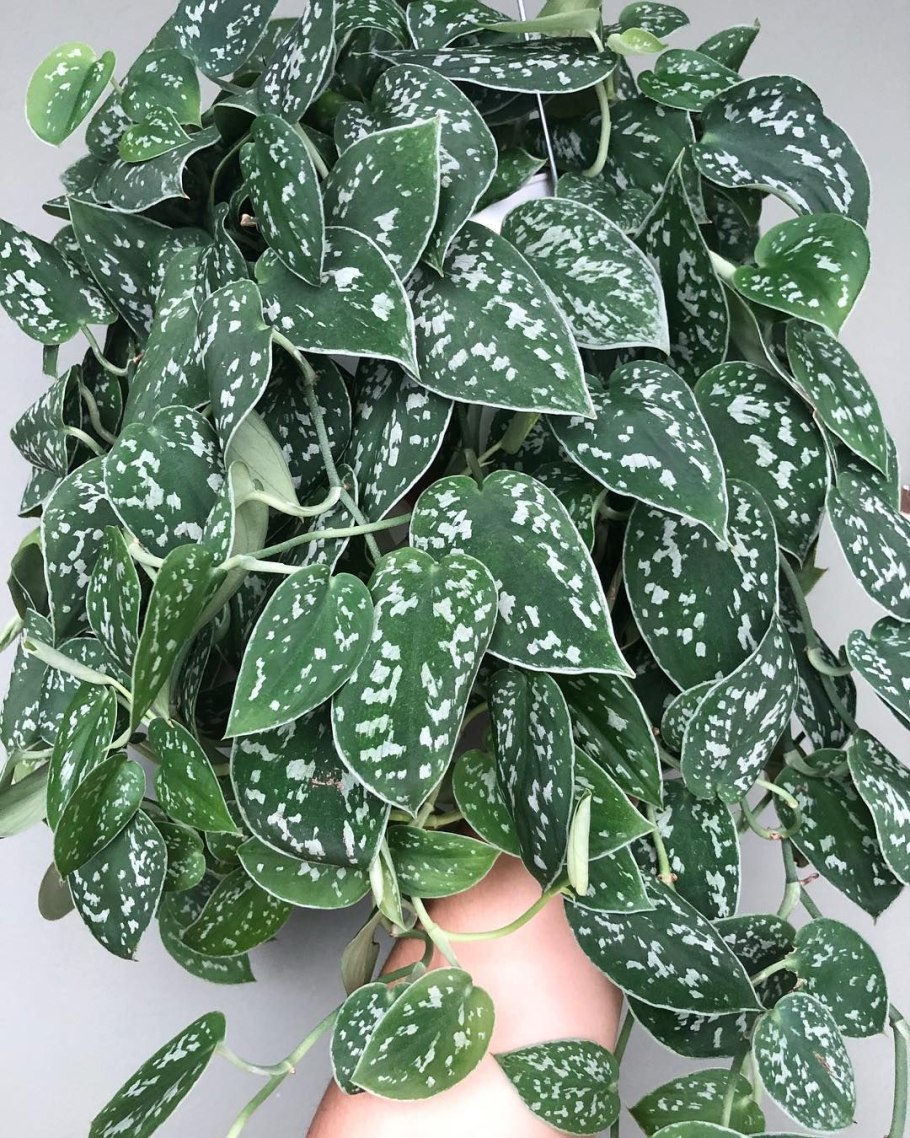 Сциндапсус Березка