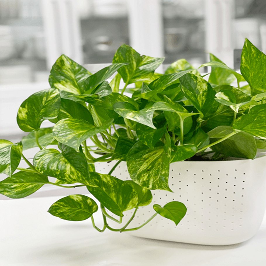 Лиана сциндапсус Эпипремнум