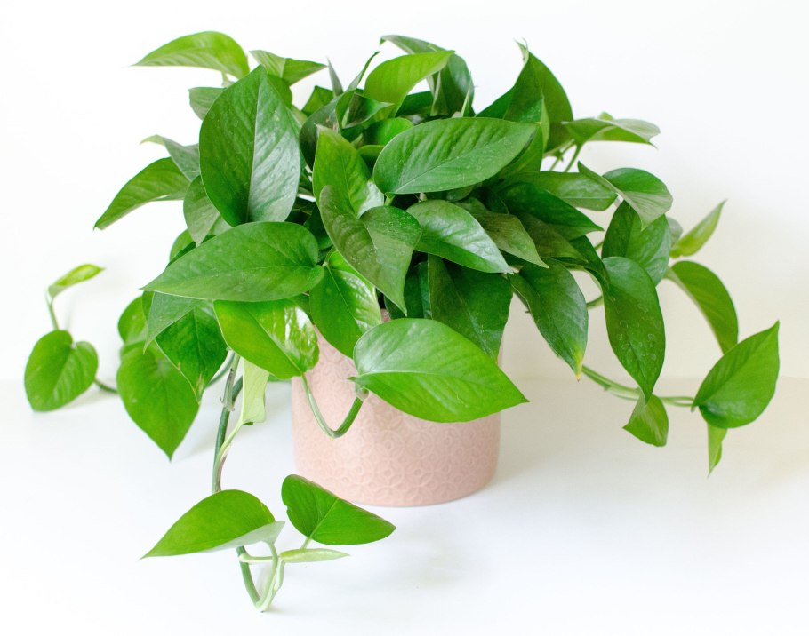 Epipremnum Golden Pothos