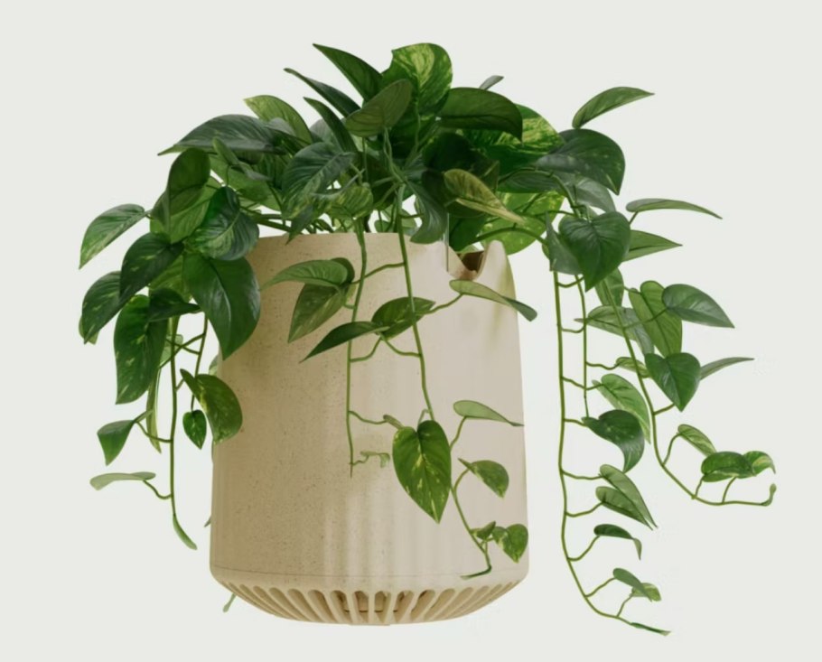 Лиана Эпипремнум