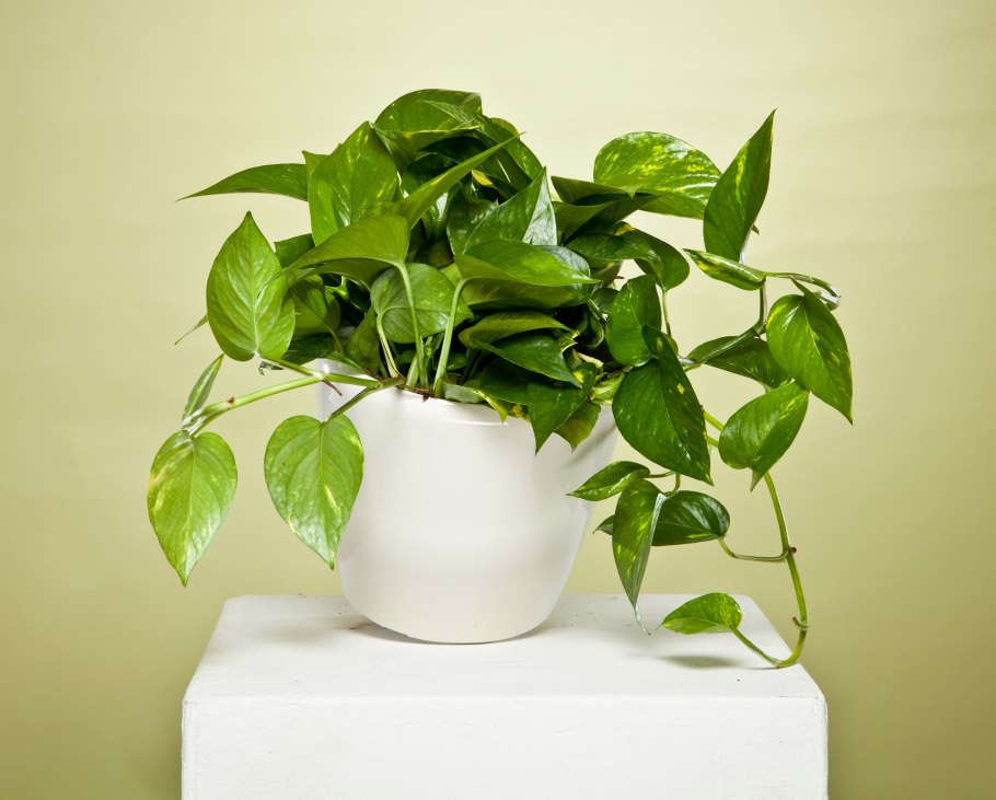 Сциндапсус Эпипремнум