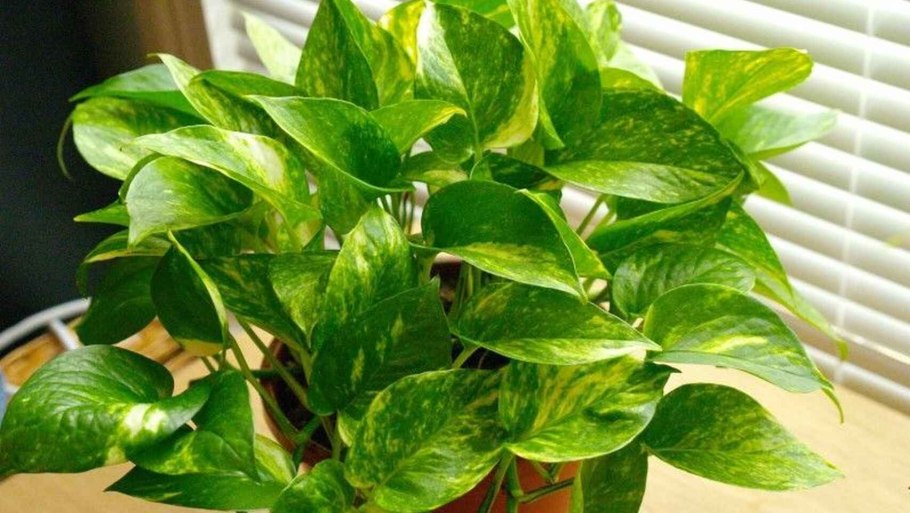 Плющ мужегон