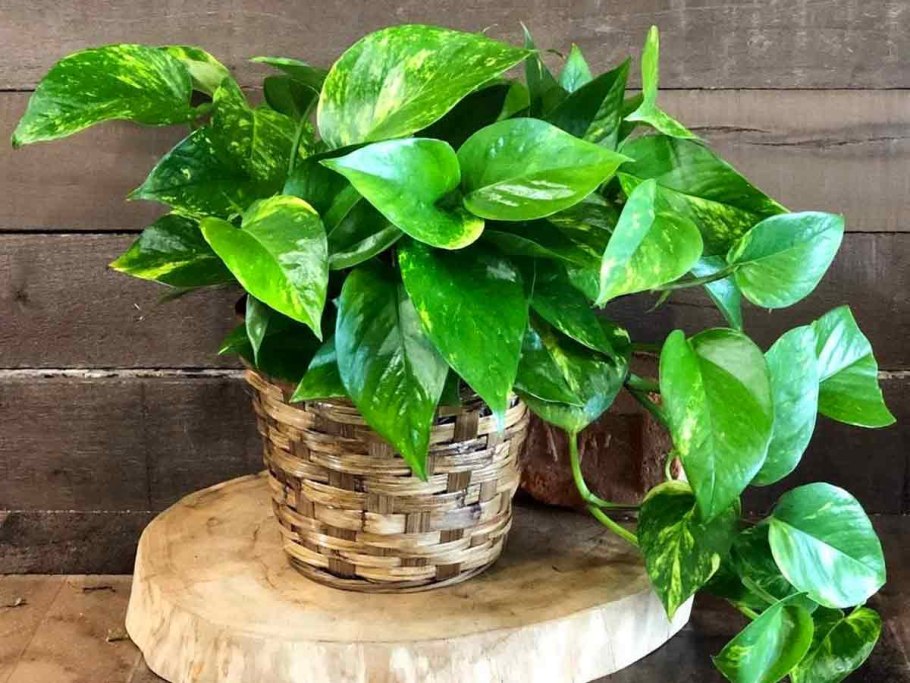 Эпипремнум золотистый Epipremnum Aureum