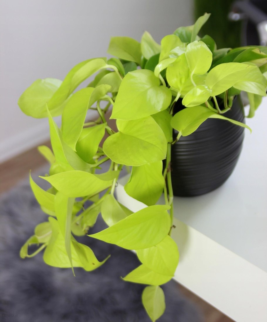 Лиана Эпипремнум