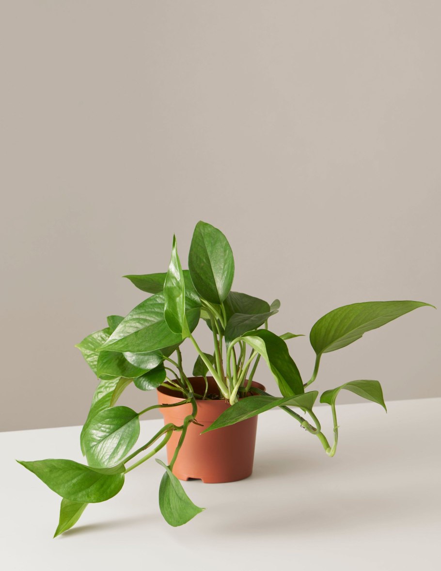 Эпипремнум корстенианум