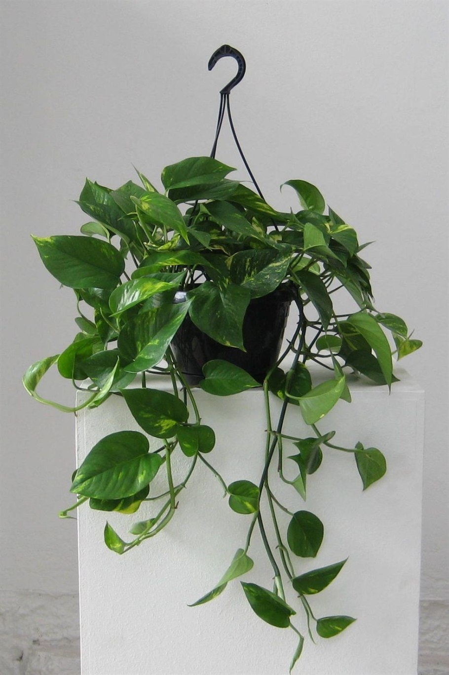 Manjula Pothos Эпипремнум