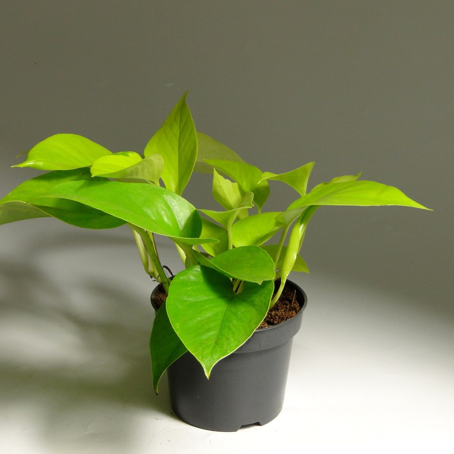 Эпипремнум (плющ дьявола)