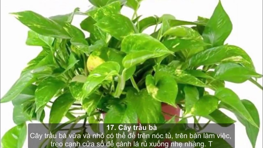 Золотистый Эпипремнум по фен шуй