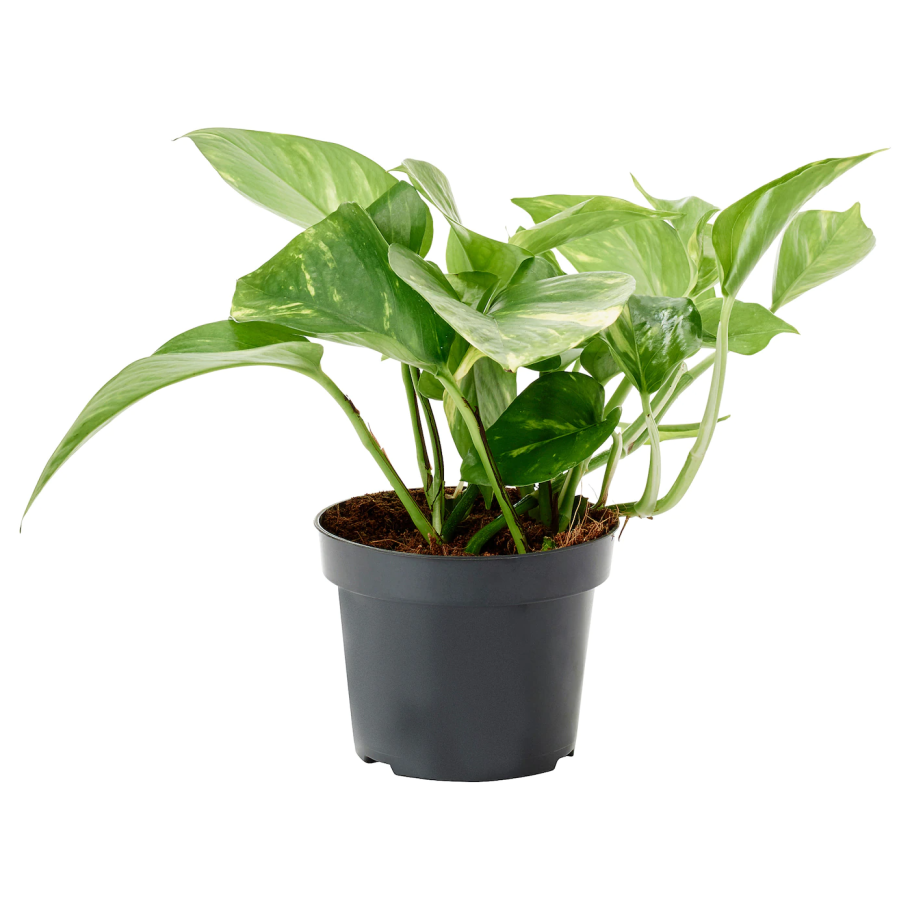 Растение Эпипремнум