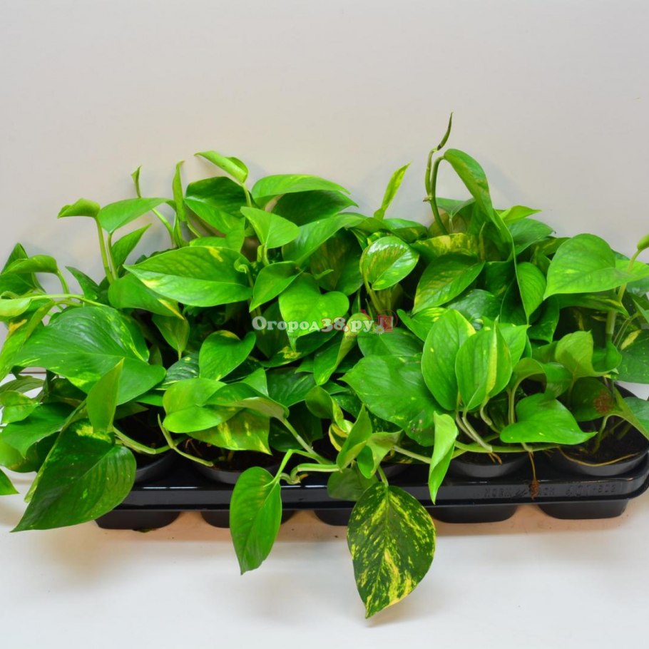 Сциндапсус Эпипремнум