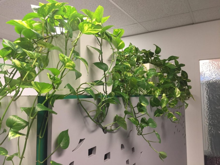 Эпипремнум Golden Pothos