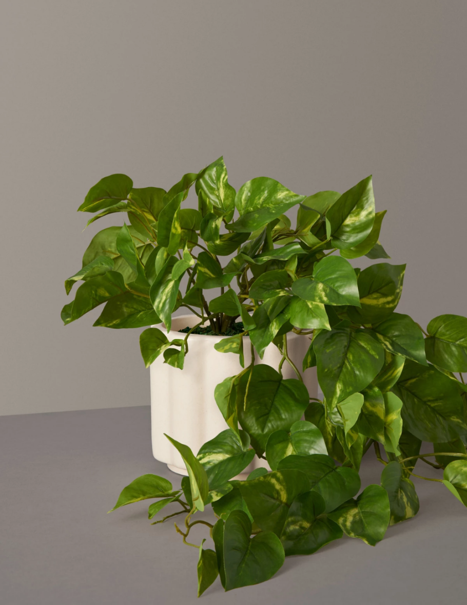 Эпипремнум Ауреум