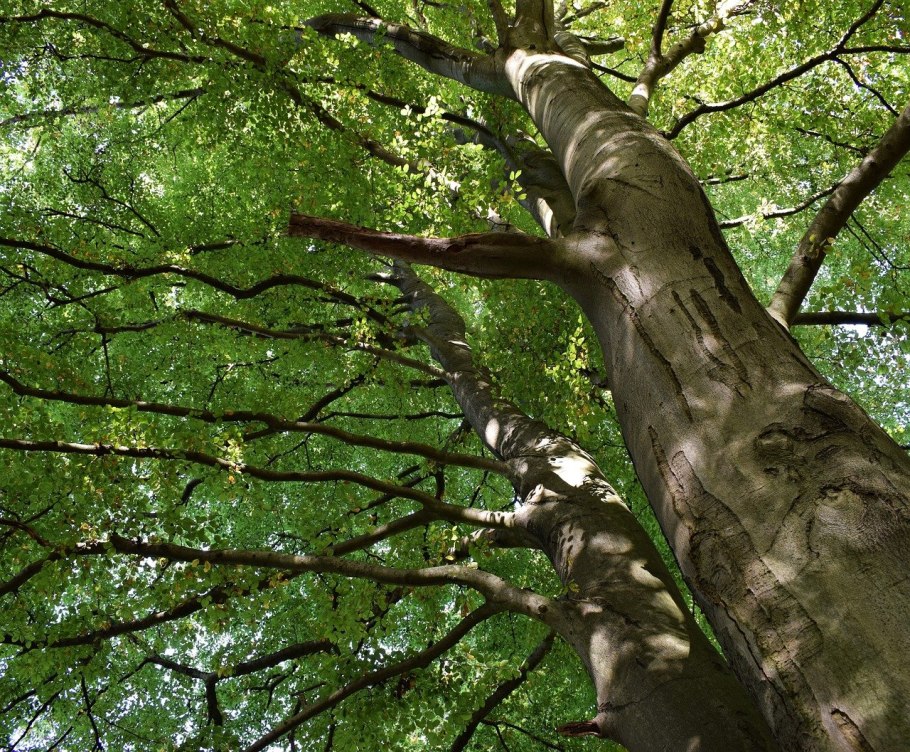 Бук Энглера