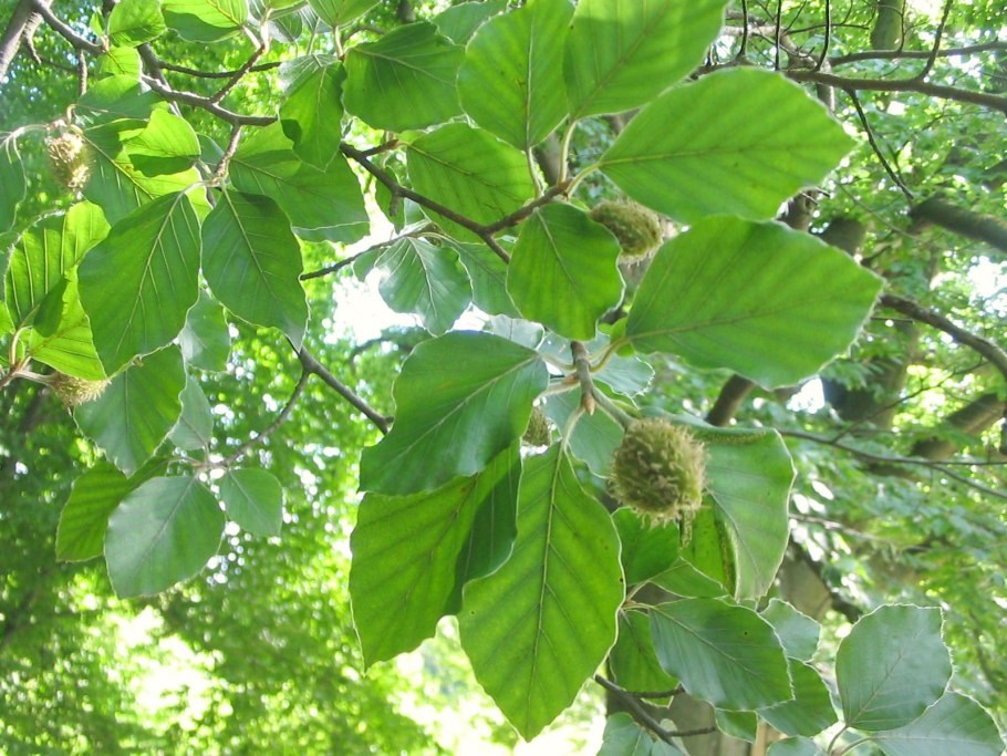 Бук Восточный – Fagus orientalis