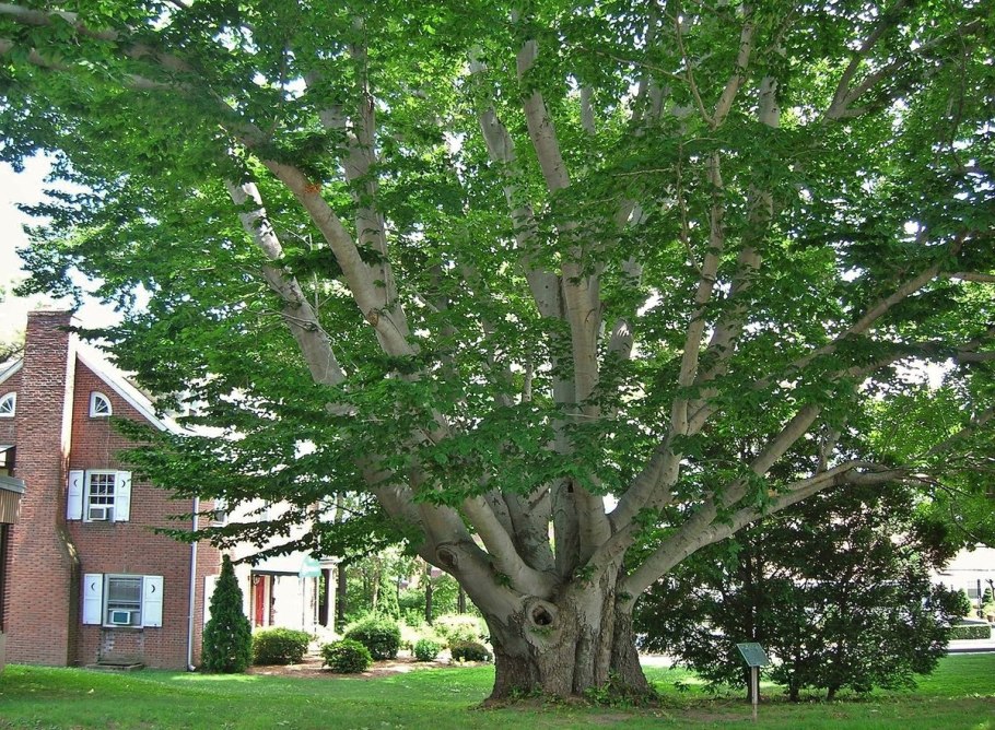 Бук Европейский Beech