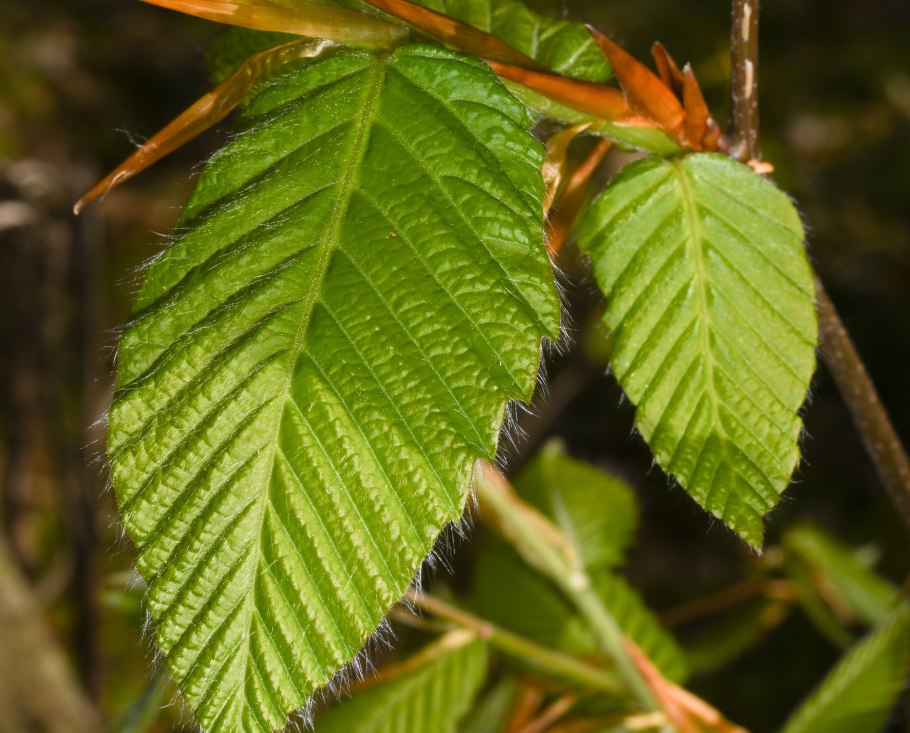 Бук крупнолистный (Fagus grandifolia)