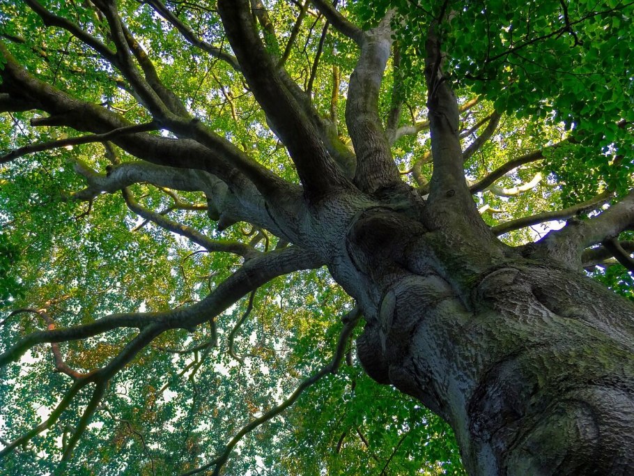 Дерево бук в субтропиках России