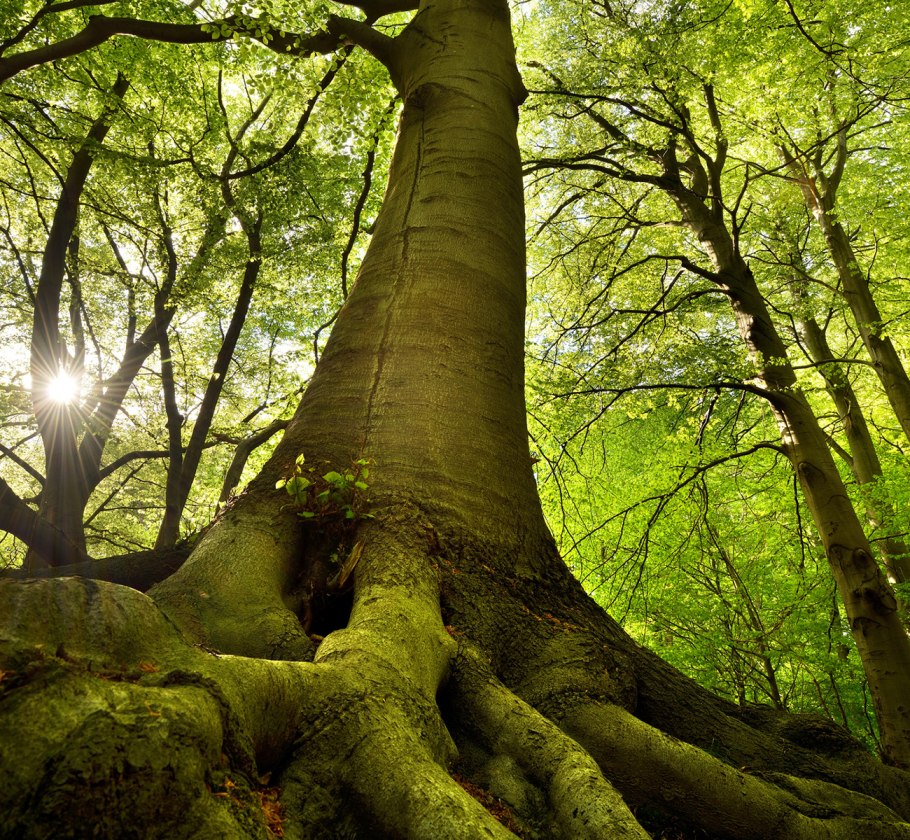 Бук Северной Америки