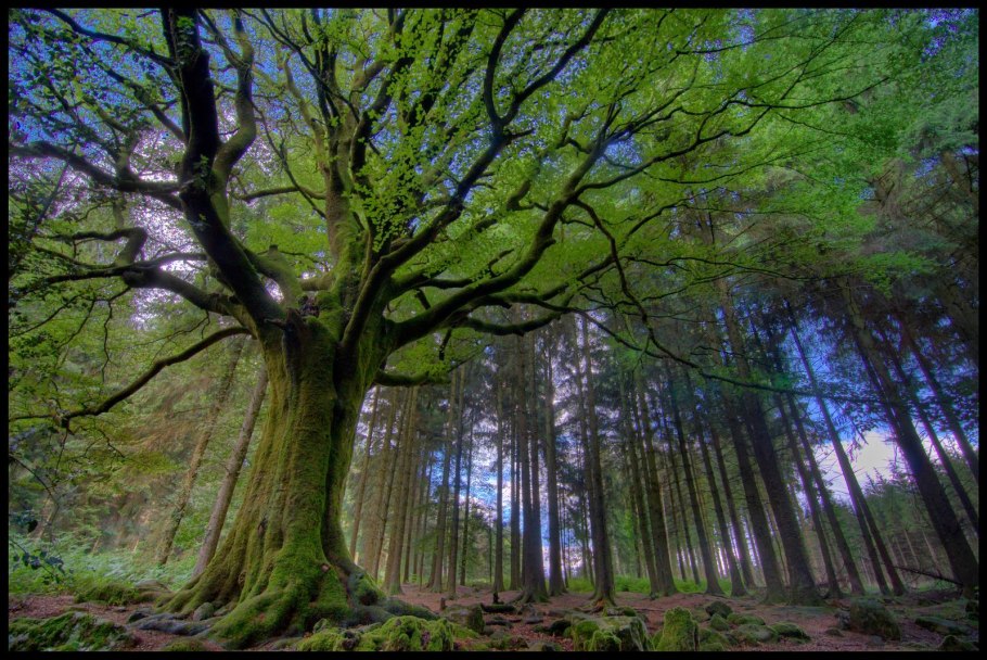 Лес Броселианд