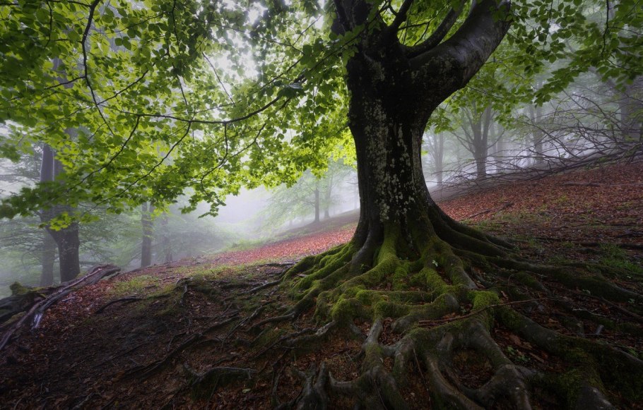 Буковый лес фото