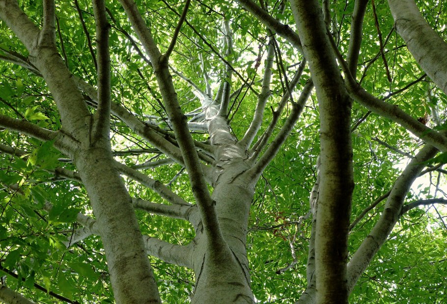 Бук Восточный – Fagus orientalis