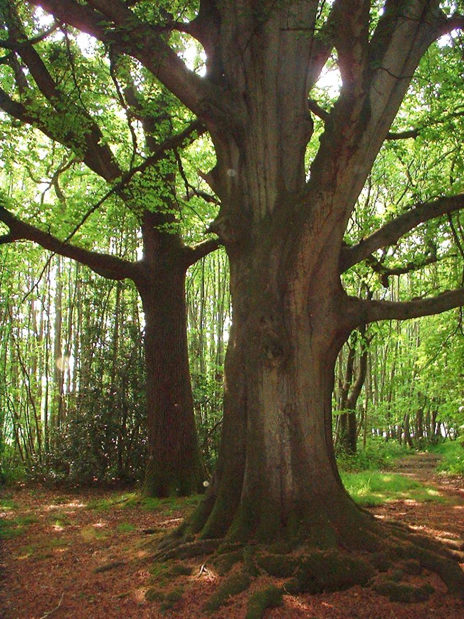 Бук широколиственный