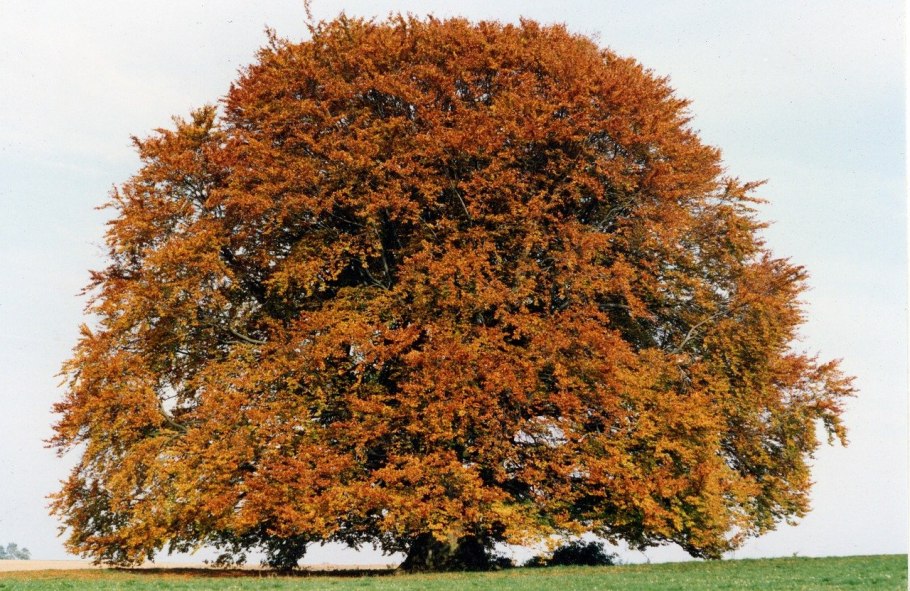 Бук Европейский Beech