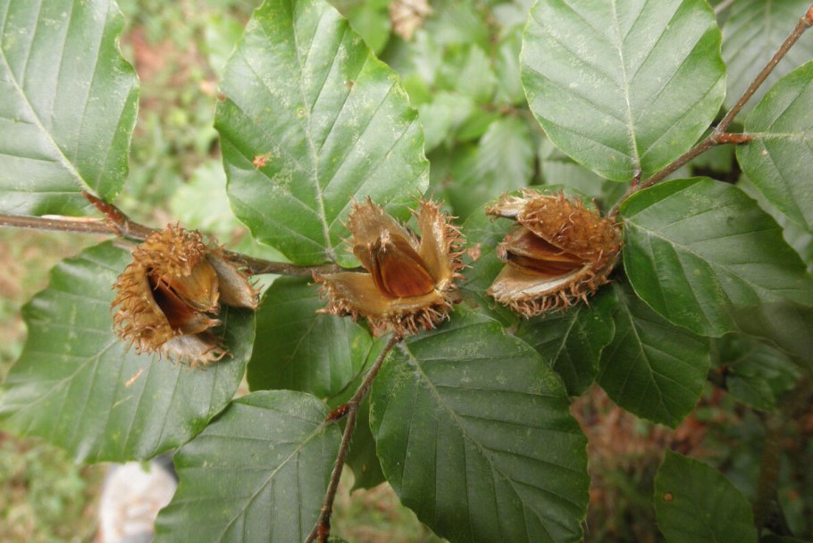 Бук Восточный – Fagus orientalis