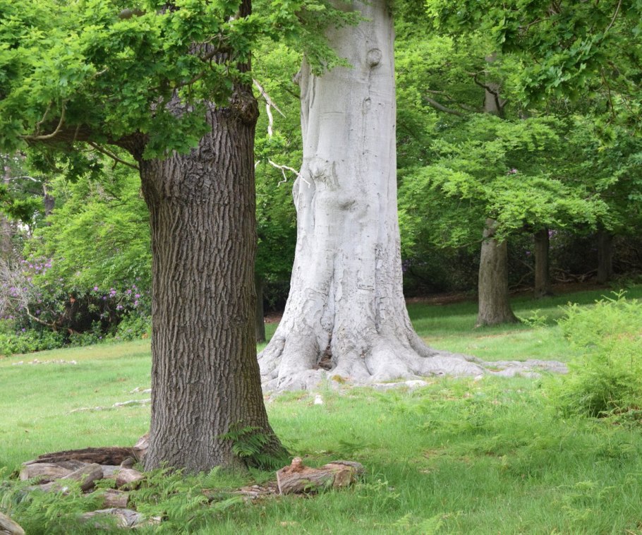 Чинара бук дерево