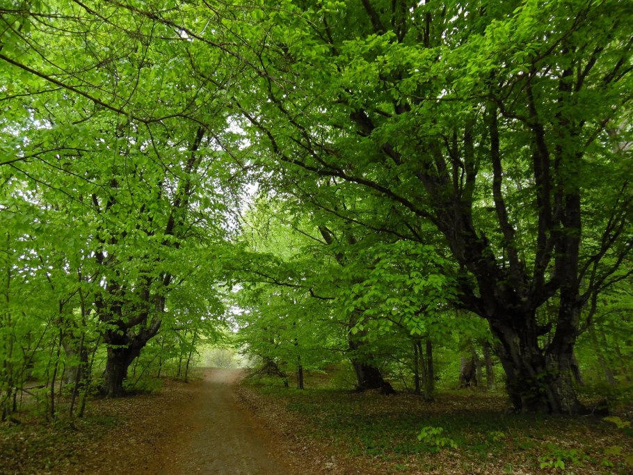 Бук широколиственный лес
