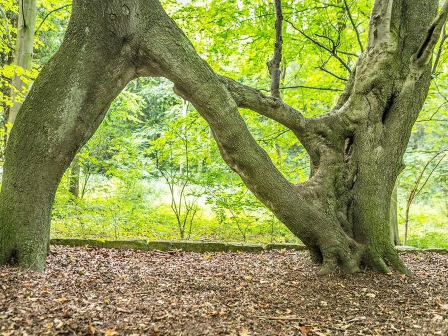Мексиканский бук дерево