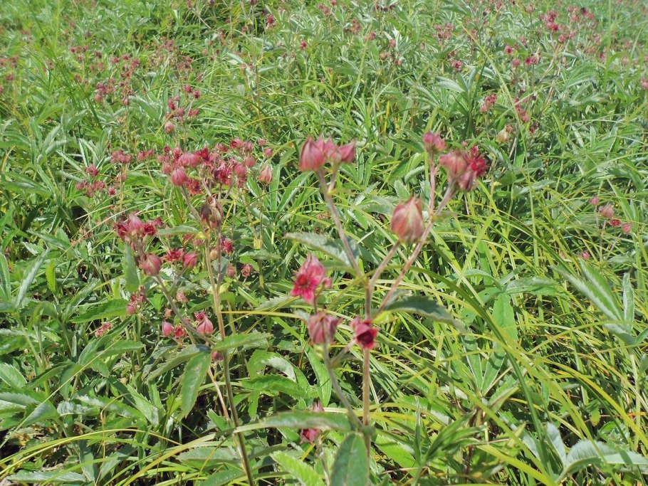 Сабельник болотный растение