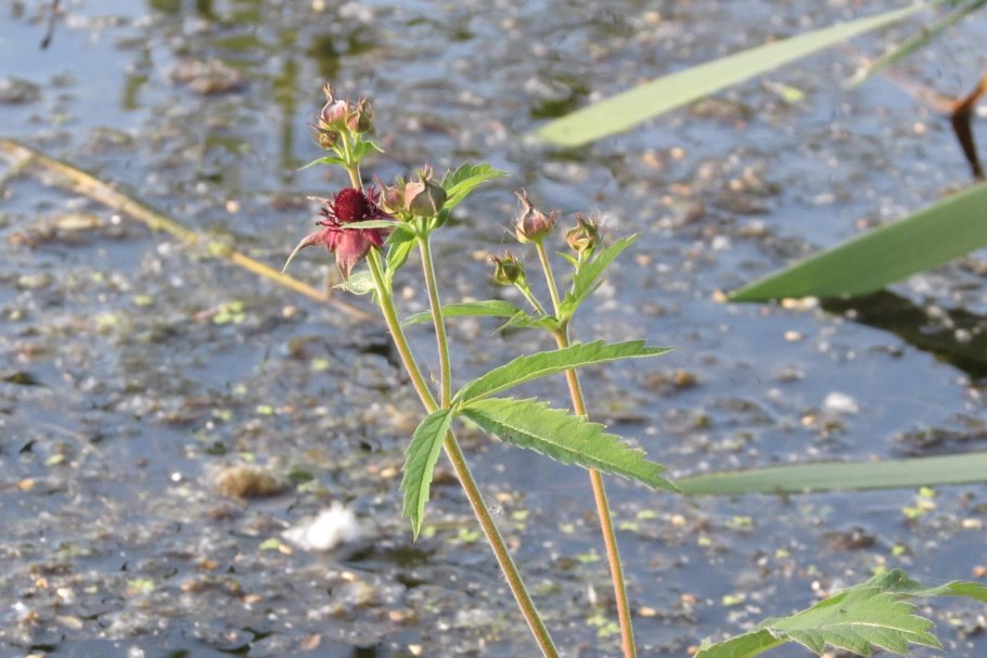 Сабельник болотный