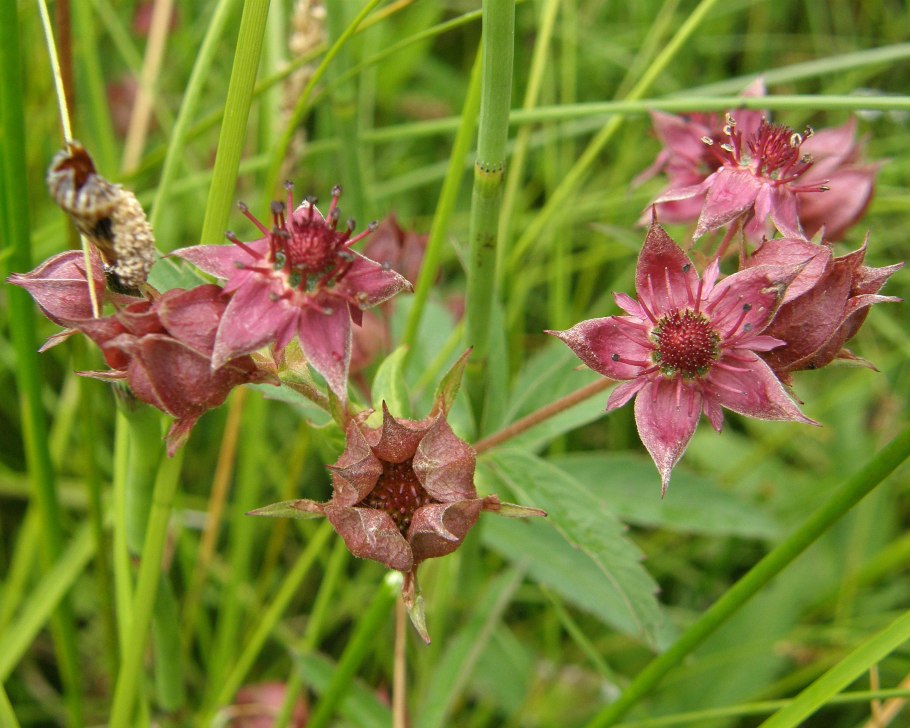 Трава декоп
